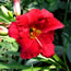 Hemerocallis Woodside Ruby